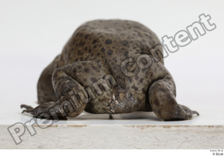 Toad  2 Bufo bufo whole body 0004.jpg